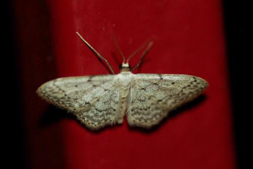 Idaea seriata